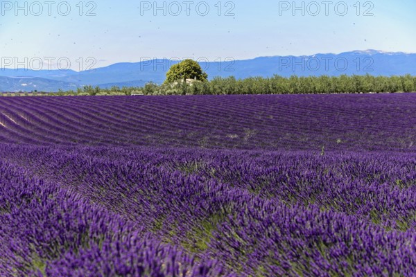Rows of blooming lavender under a bright blue sky, Blooming lavender field (Lavandula