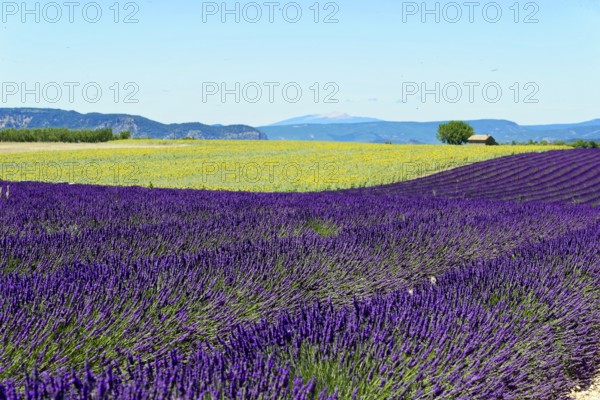Rows of blooming lavender under a bright blue sky, Blooming lavender field (Lavandula