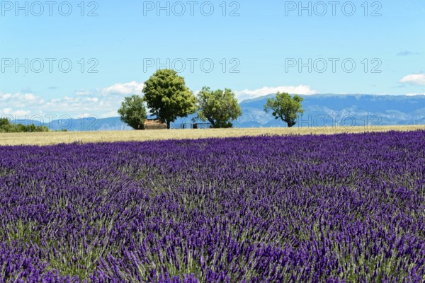 Rows of blooming lavender under a bright blue sky, Blooming lavender field (Lavandula