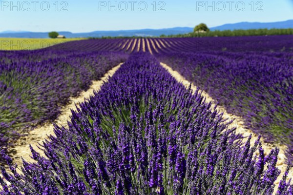 Rows of blooming lavender under a bright blue sky, Blooming lavender field (Lavandula