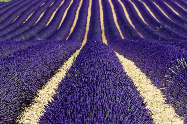 Rows of flowering lavender under a bright blue sky, Flowering lavender field (Lavandula