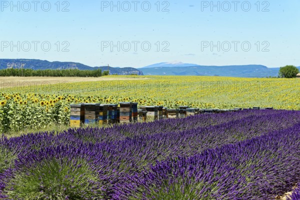 Rows of blooming lavender under a bright blue sky, Blooming lavender field (Lavandula