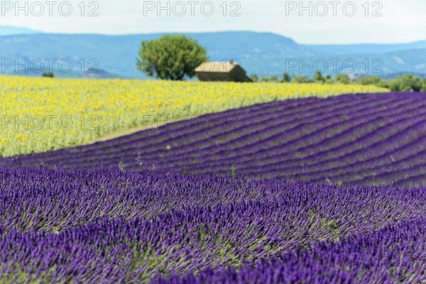 Rows of blooming lavender under a bright blue sky, Blooming lavender field (Lavandula