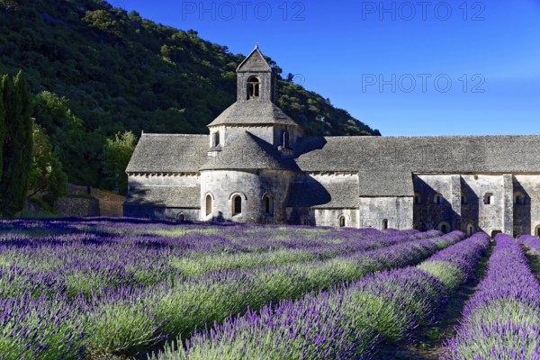 Picturesque monastery with a rich carpet of lavender flowers under a clear blue sky, Cistercian