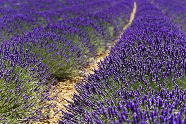 Close-up of a path through a dense lavender field in daylight, Provence, Département