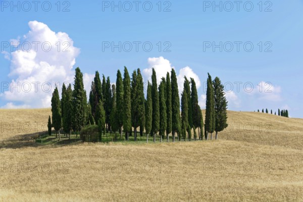 Group of cypress trees on a gentle hill under a clear blue sky with scattered clouds, south of