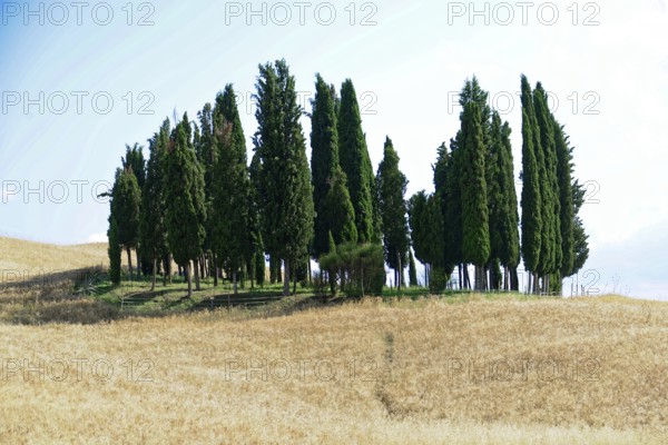 A group of cypress trees stands on a hill surrounded by golden grasses, south of Pienza, Tuscany,