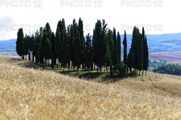 A group of cypress trees stands on a hill with golden fields in the foreground, south of Pienza,