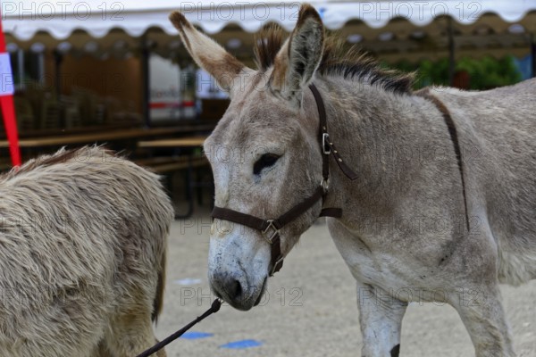Two donkeys with halters stand at a fair in front of a tent, Provence, Département