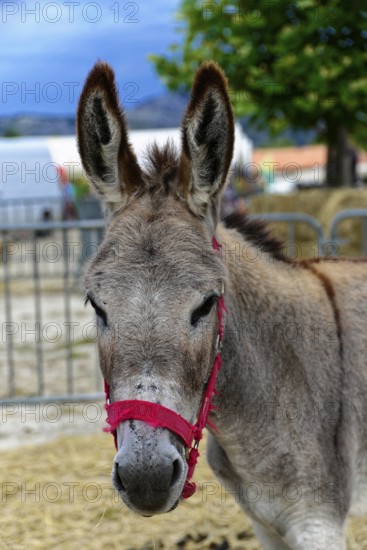 Grey donkey with red halter standing in front of a fence outside, Provence, Département