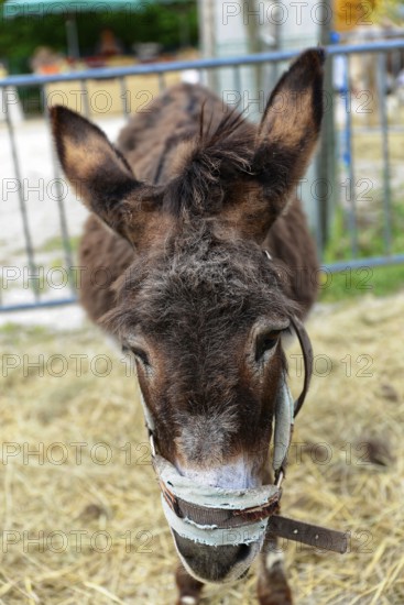 Brown donkey with halter standing on hay and looking down, Provence, Département