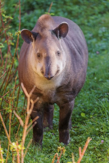 A South American tapir (Tapirus terrestris) runs through the undergrowth at the edge of the forest