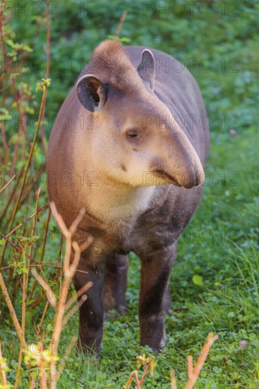 A South American tapir (Tapirus terrestris) runs through the undergrowth at the edge of the forest