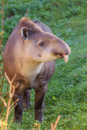 A South American tapir (Tapirus terrestris) runs through the undergrowth at the edge of the forest