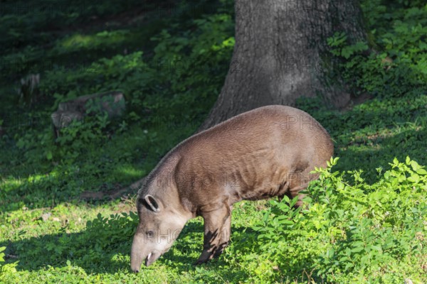 A South American tapir (Tapirus terrestris) runs through the undergrowth at the edge of the forest