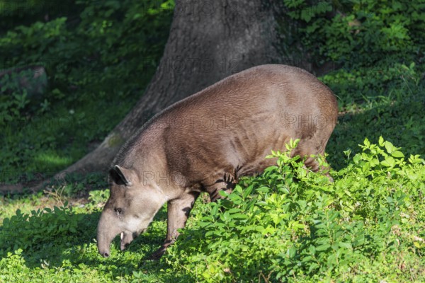 A South American tapir (Tapirus terrestris) runs through the undergrowth at the edge of the forest
