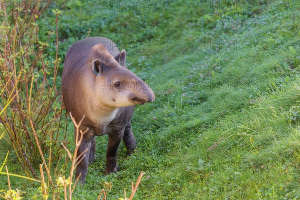 A South American tapir (Tapirus terrestris) runs through the undergrowth at the edge of the forest
