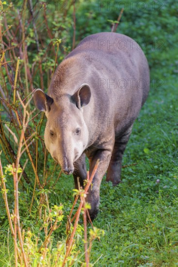 A South American tapir (Tapirus terrestris) runs through the undergrowth at the edge of the forest