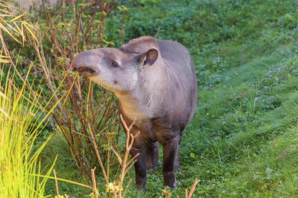 A South American tapir (Tapirus terrestris) runs through the undergrowth at the edge of the forest