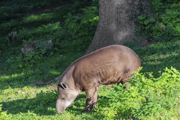 A South American tapir (Tapirus terrestris) runs through the undergrowth at the edge of the forest