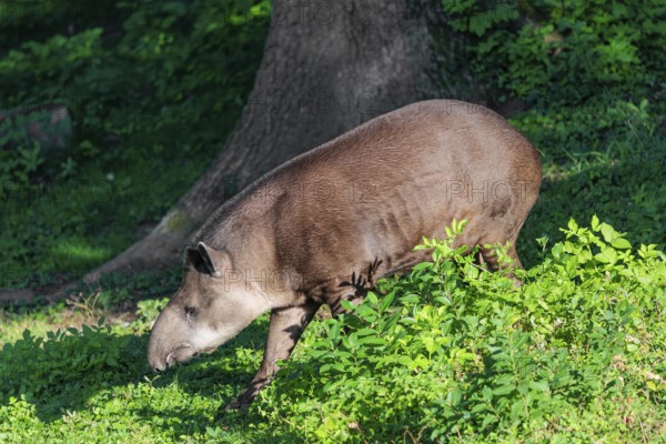 A South American tapir (Tapirus terrestris) runs through the undergrowth at the edge of the forest