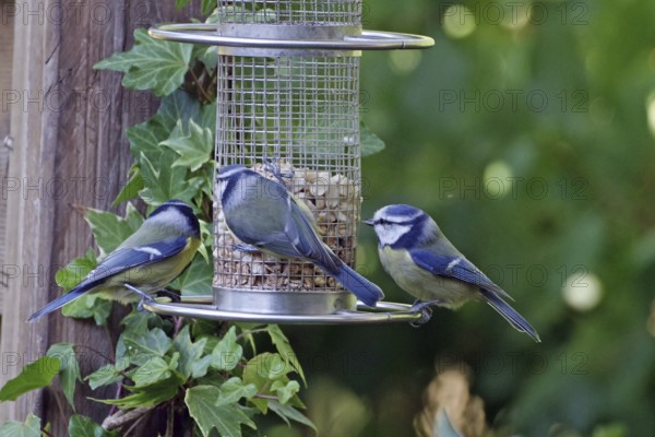 Three great tits at a feeding place in the garden, surrounded by ivy, Braunschweig, Lower Saxony,