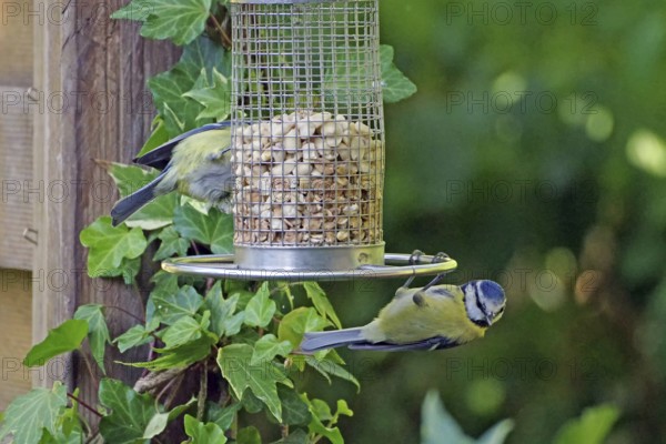 A blue tit hangs out at a feeding place surrounded by ivy in the garden, Braunschweig, Lower