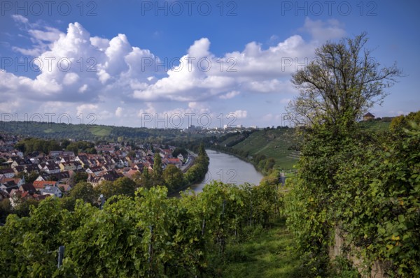 Neckar river loops along vineyard, vines, grapevines, wine growing, district Münster, Freiberg,