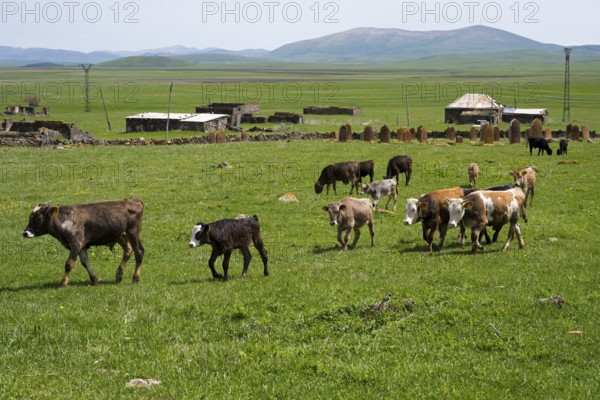 A group of young cattle moves across a wide green pasture with hills and scattered buildings, old