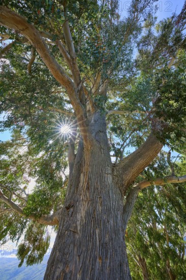 Tall tree peppermint eucalyptus (Eucalyptus radiata), with broad trunk and dense branches, sun rays