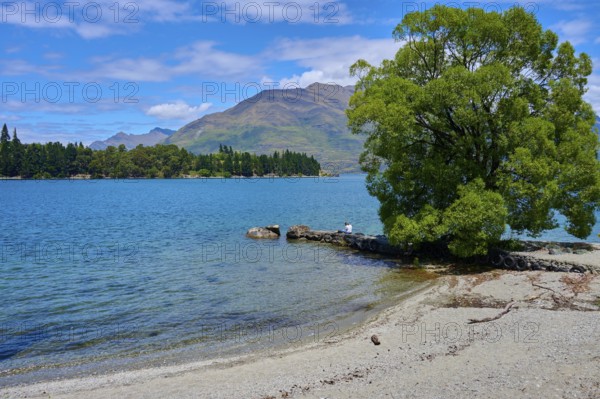 Tranquil seascape with a tree on a small island and mountain backdrop, Queenstown, Queenstown-Lakes