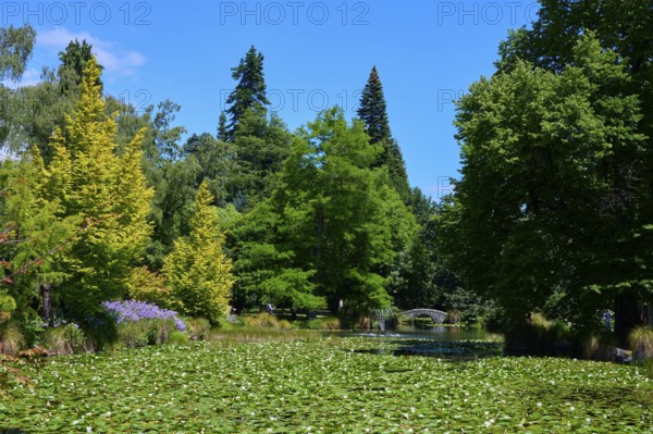Idyllic garden pond with water lilies and stone bridge in the background, Queenstown,