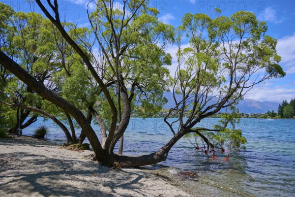 Overhanging trees by the lake with clear water and summer sky, Queenstown, Queenstown-Lakes