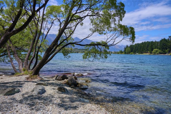 Trees by the lake with views of mountains and blue sky, Queenstown, Queenstown-Lakes District,