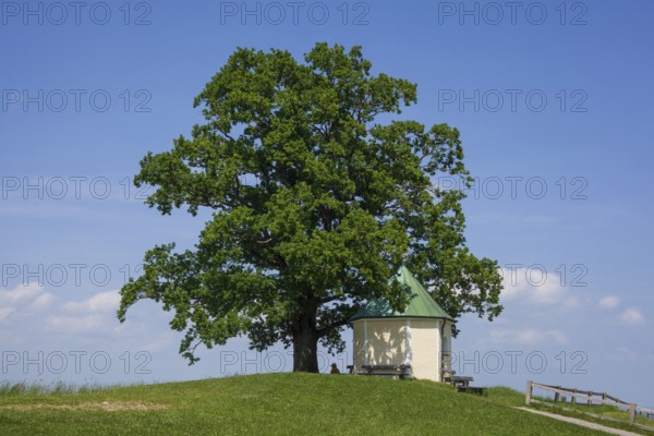 Lookout chapel with Luitpoldeiche, near Törwang, Samerberg, Chiemgau, Upper Bavaria, Bavaria,