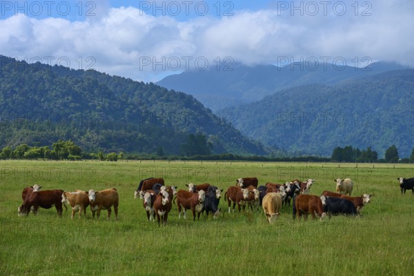 A herd of cows stands in a wide pasture, framed by mountains and a cloudy sky, West Coast, South