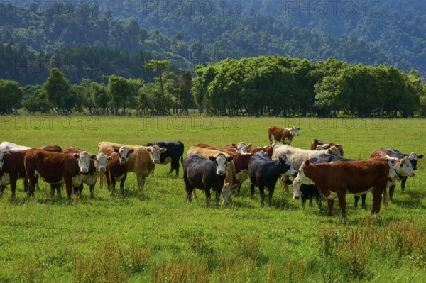 Cows grazing in a lush green meadow with mountains and forests in the background under a cloudy