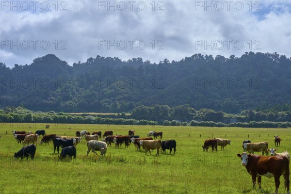 A herd of cows in a green pasture surrounded by forests and mountains under a cloudy sky, West