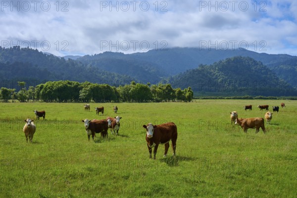 Cows standing and grazing on a wide, green meadow in front of a hilly mountain backdrop, West