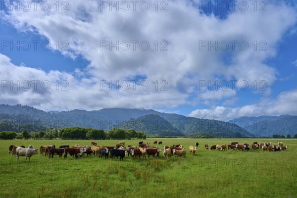 Cows grazing in a vast green pasture under a dramatic sky with clouds and mountains in the