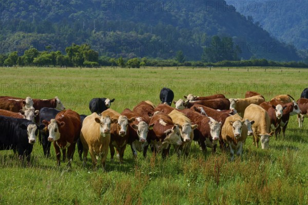 Cows grazing on lush pasture with wooded hills in the background, West Coast, South Island, New