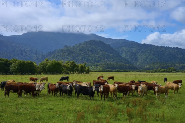 Cows grazing on a green meadow with mountain and forest backdrop under a cloudy sky, West Coast,