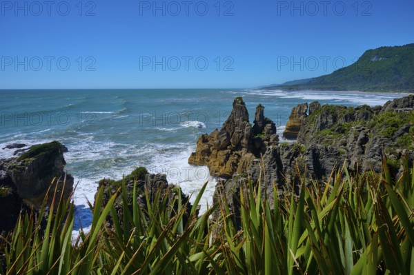 Barren cliffs and lush coastal vegetation meet the foaming sea under a clear sky, Pancake Rocks,