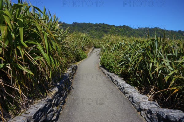 Plant-lined path leads through dense vegetation under a blue sky, Pancake Rocks, Westport,