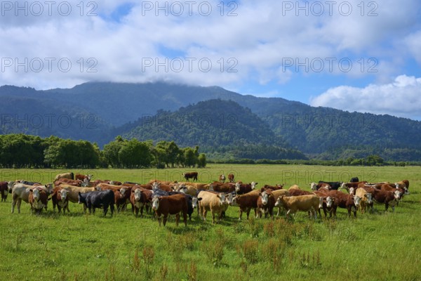 Cows gather on a pasture in front of mountains under a blue sky, West Coast, South Island, New