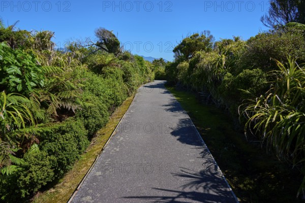 Straight path through dense green vegetation under a clear blue sky, Pancake Rocks, Westport,