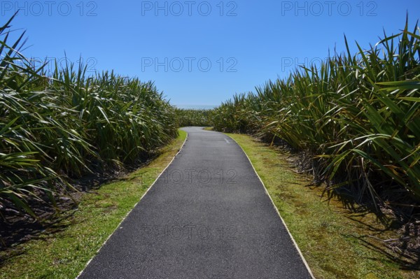 Tarmac path through dense vegetation under a clear blue sky, Pancake Rocks, Westport, Greymouth,