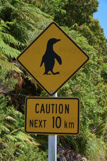 Yellow warning sign for penguins along a road with lush vegetation, West Coast, South Island, New