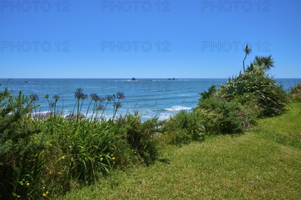 Lush vegetation with the sea in the background under a blue sky, Cape Foulwind, West Coast, South