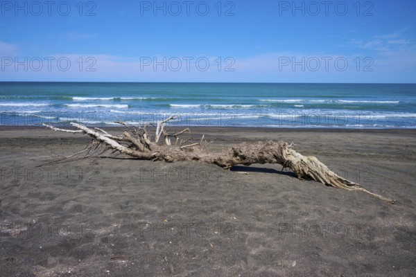 A large piece of driftwood lying across the sand by the ocean, Mana Bay, Patea, Taranaki, North
